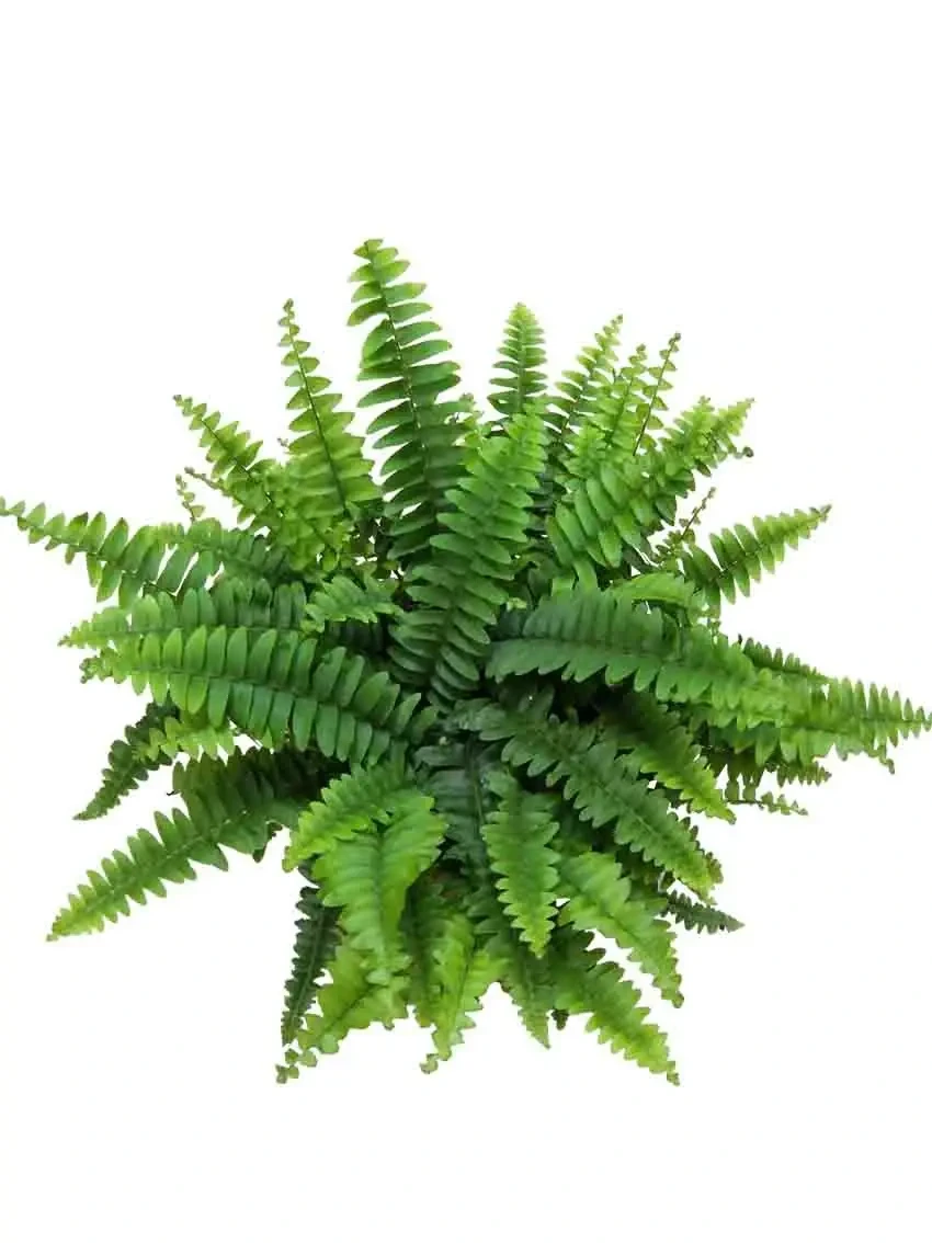 Foshan Youngplants - Fern Nephrolepis Malaysia Tray Plug From Tissue Culture Young Plant Fern 1