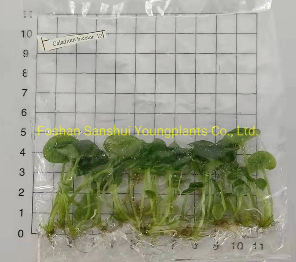 Caladium Tray Plug Tissue Culture Not Bulb Seedling Natural Plant