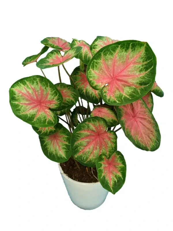 Foshan Youngplants - Caladium Tray Plug Tissue Culture Not Bulb Seedling Natural Plant Caladium 1