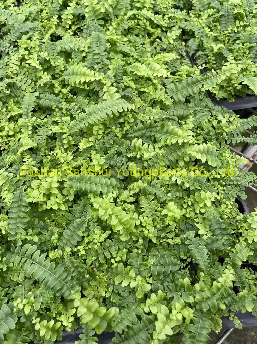 Fern Nephrolepis Malaysia Tray Plug From Tissue Culture Young Plant