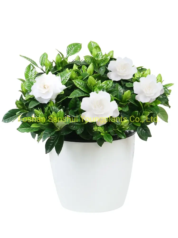 Foshan Youngplants - Gardenia Jasminoides Flowers White Bonsai Tray Natural Live Indoor Plant Woody&Shrubs 1