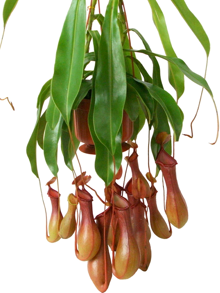 The Reasons Why We Love aglaonema pure green