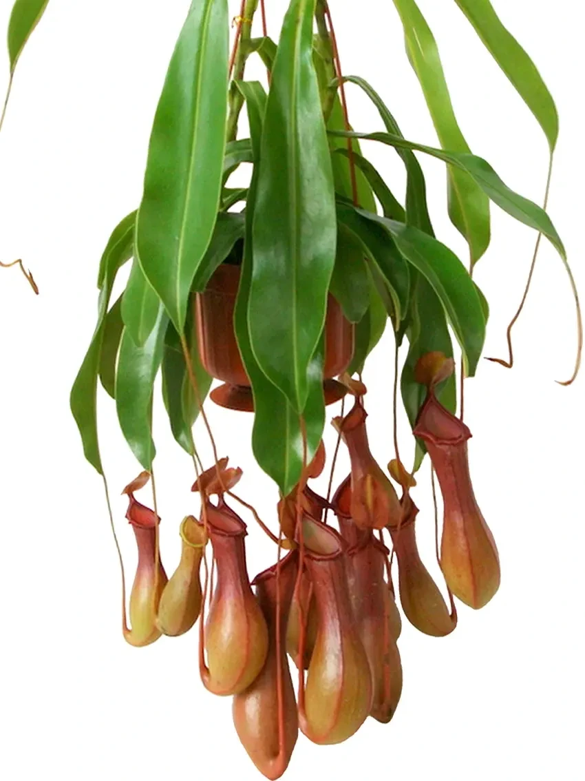 Foshan Youngplants - Nepenthes Alata Insects Trapper Tray Plant From Tissue Culture Nepenthes 1