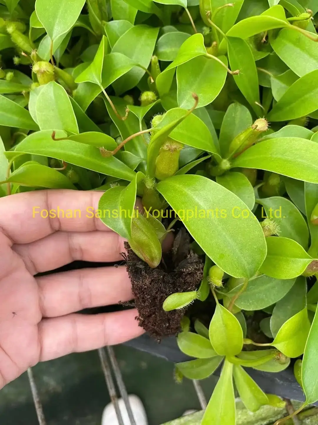 High-Tech Nepenthes Alata Insects Trapper Tray Plant 2