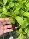 High-Tech Nepenthes Alata Insects Trapper Tray Plant 2