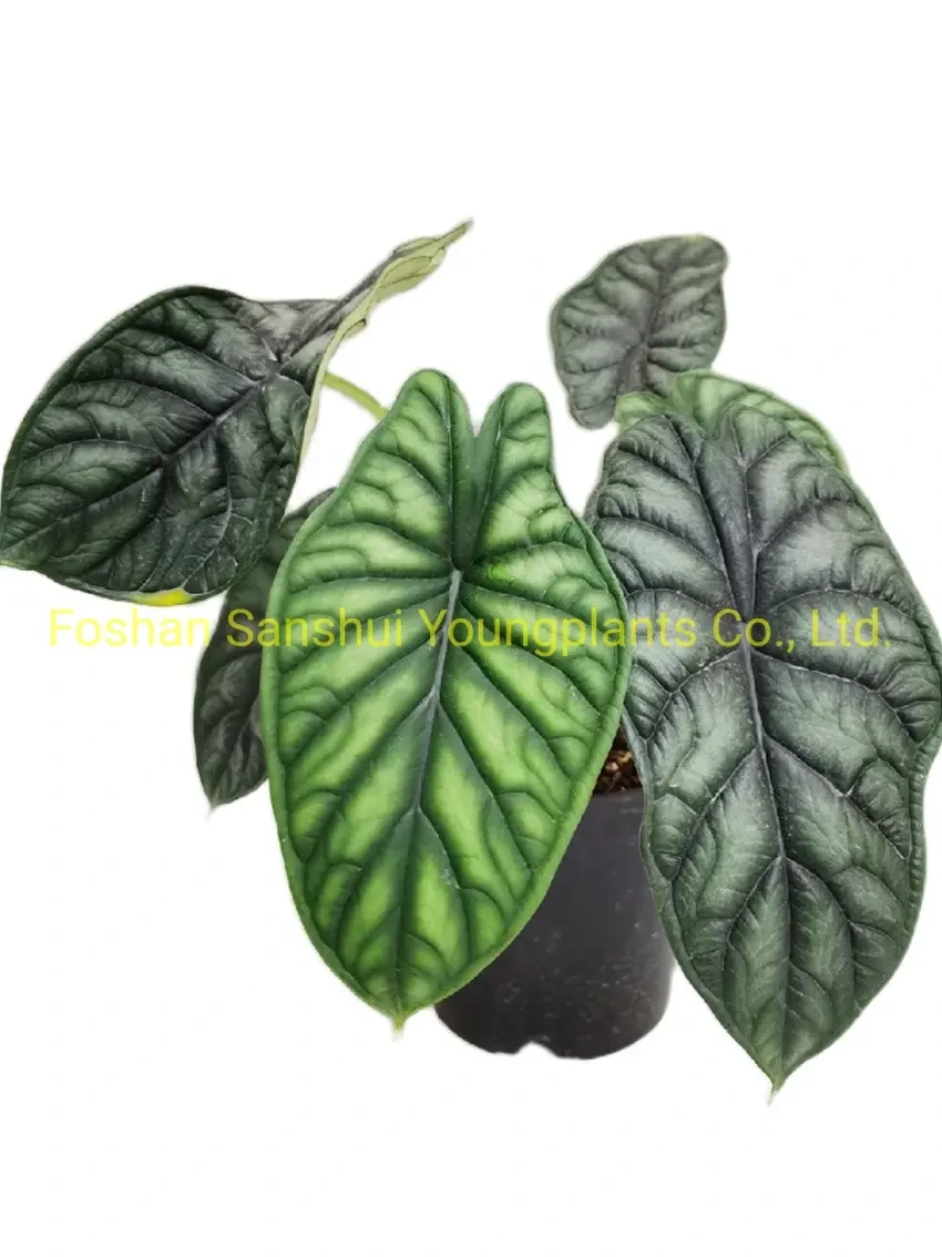 Foshan Youngplants - Dragon Scale Natural Tissue Culture Tray Natural Natural Young Live Bonsai Indoor Plants Others Alocasia 1