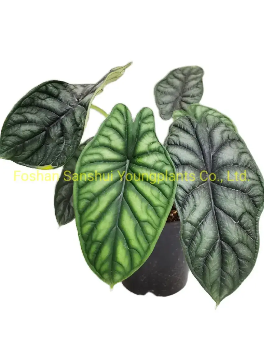 How To Own aglaonema favion For Free