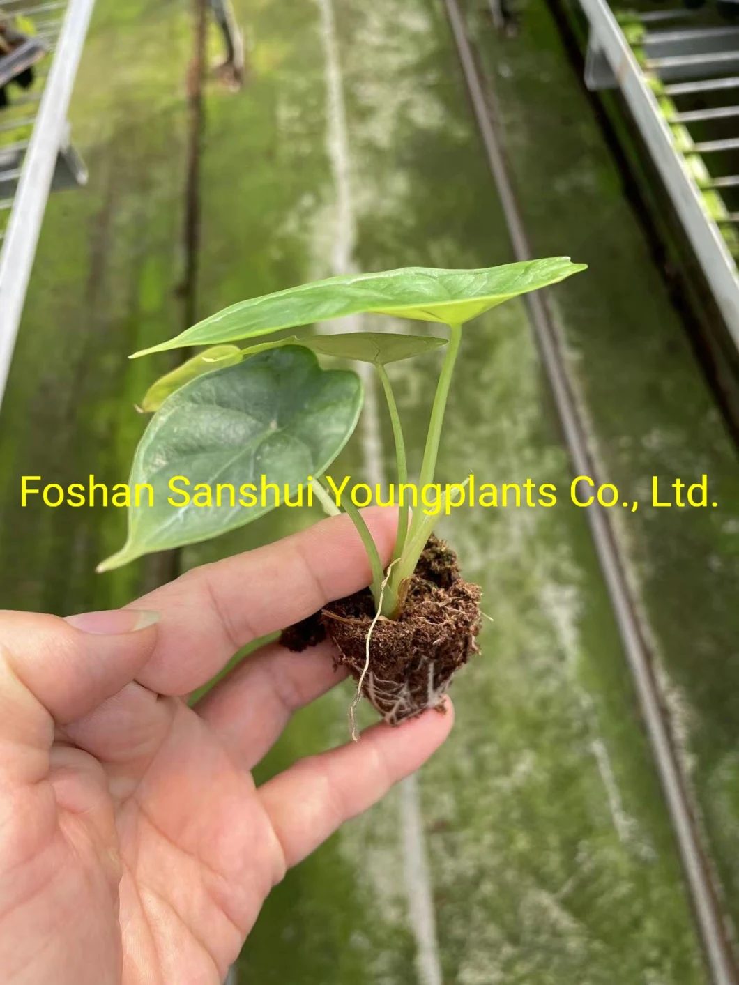 Dragon Scale Natural Tissue Culture Tray Natural Natural Young Live Bonsai Indoor Plants