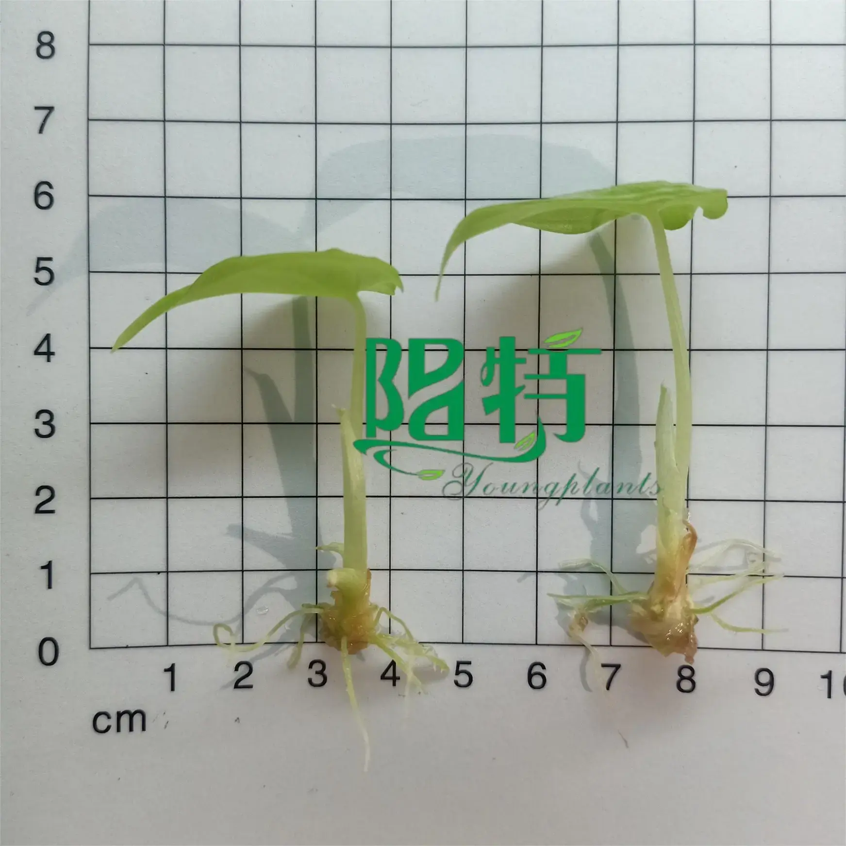 Dragon Scale Alocasia Rhizomes: High-tech Indoor Bonsai 3
