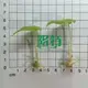 Dragon Scale Alocasia Rhizomes: High-tech Indoor Bonsai 3