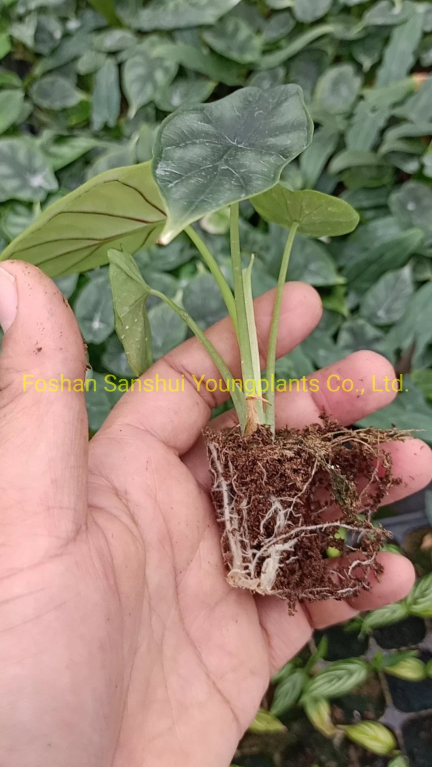 Dragon Scale Natural Tissue Culture Tray Natural Natural Young Live Bonsai Indoor Plants