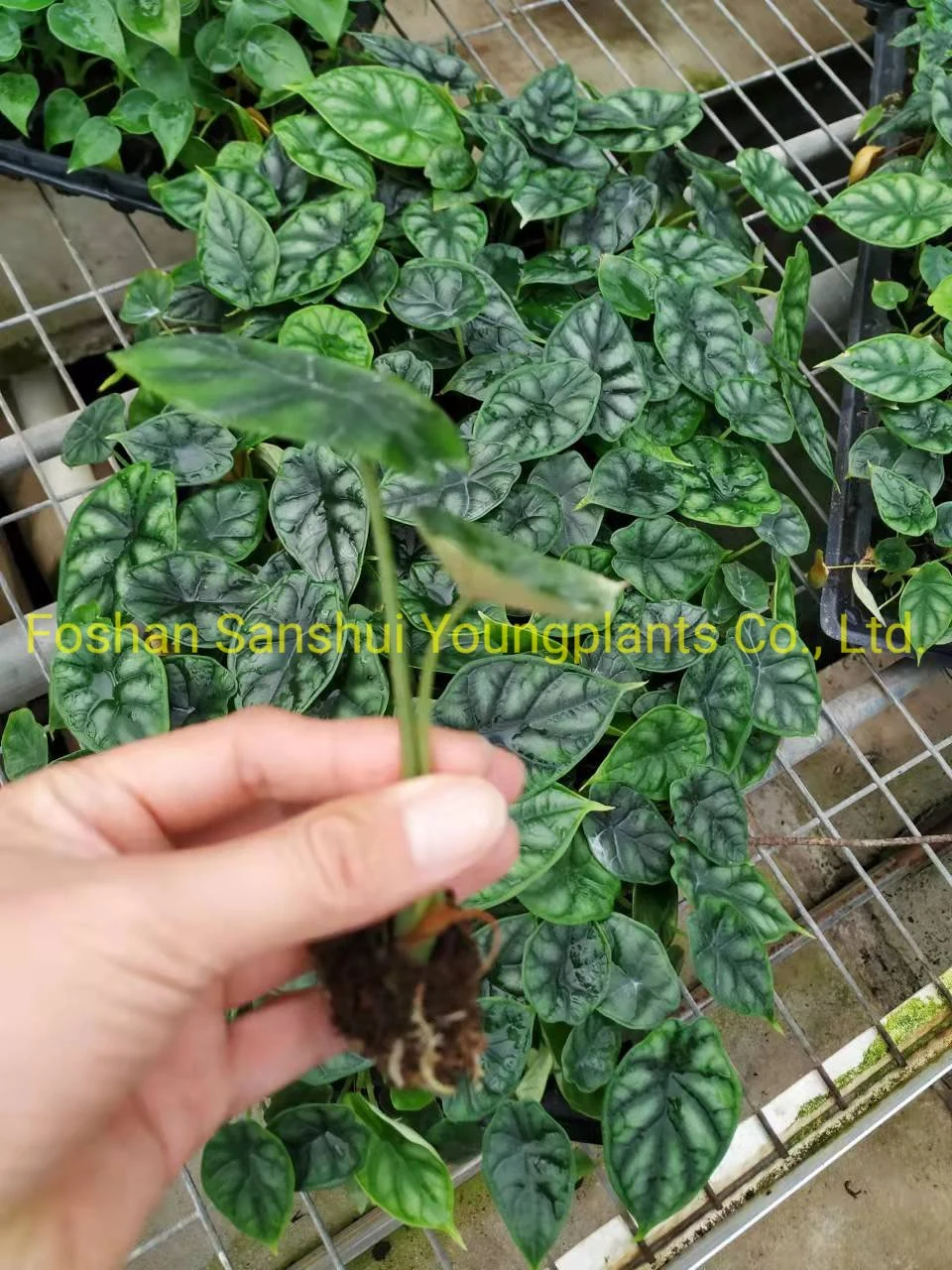 alocasia plant information | Youngplants 8