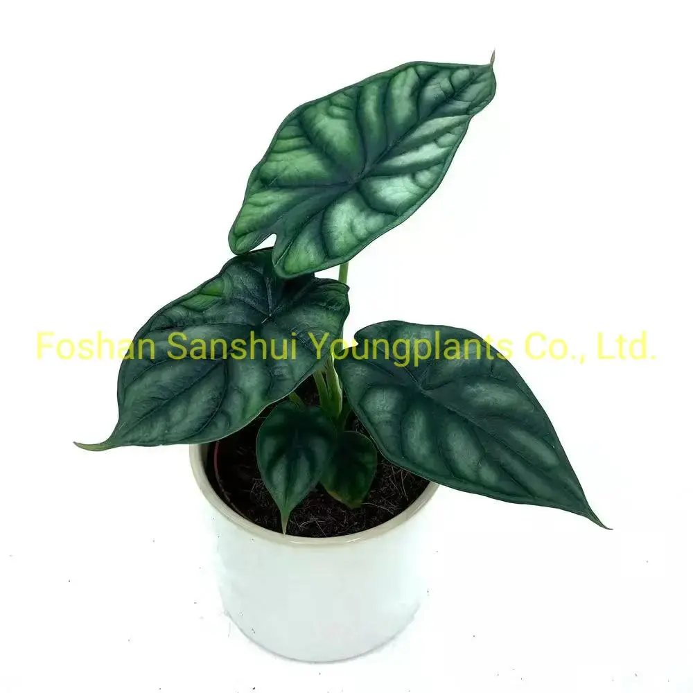 Dragon Scale Alocasia Rhizomes: High-tech Indoor Bonsai 2