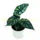 Dragon Scale Alocasia Rhizomes: High-tech Indoor Bonsai 2