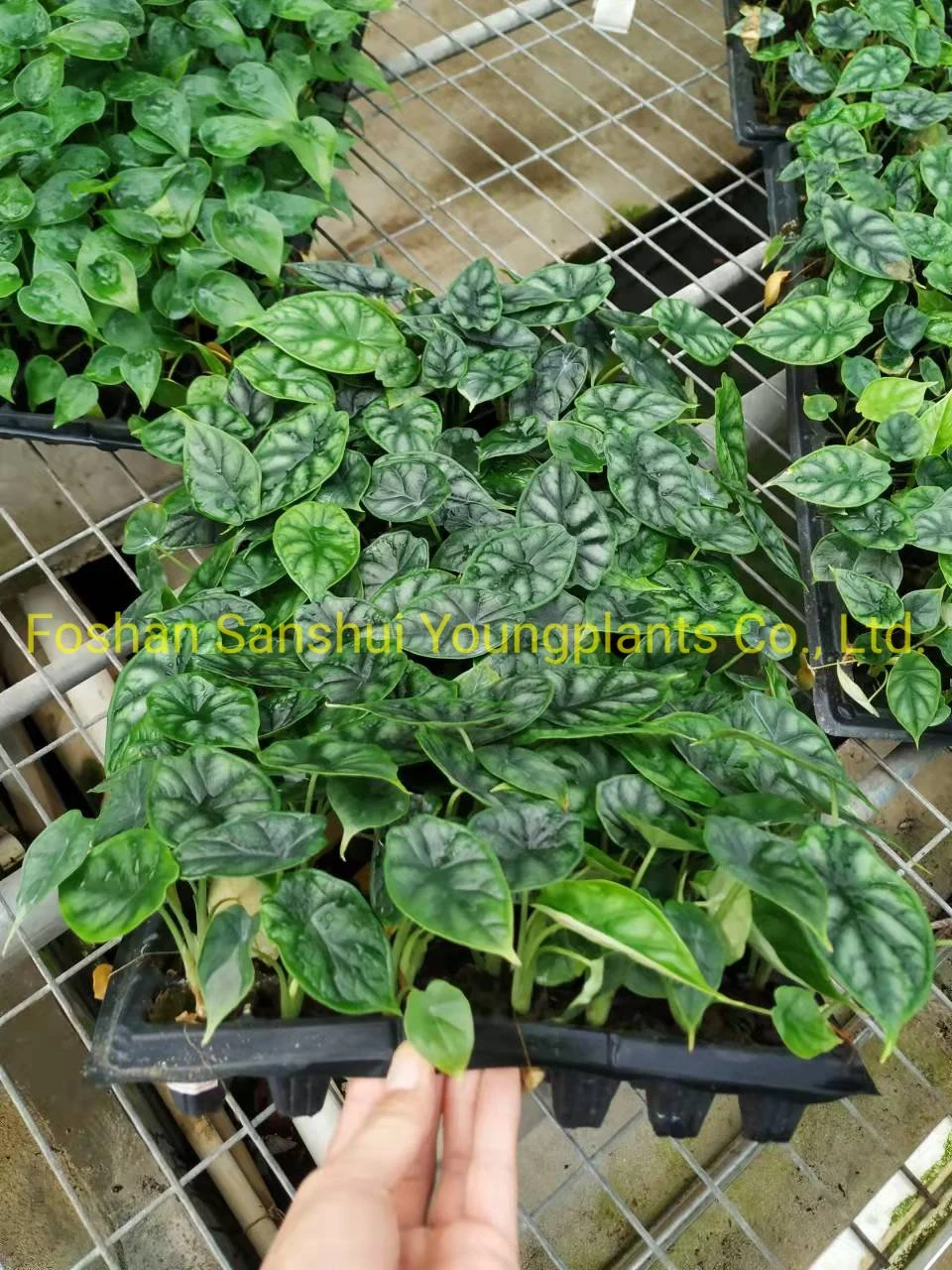 alocasia plant information | Youngplants 9