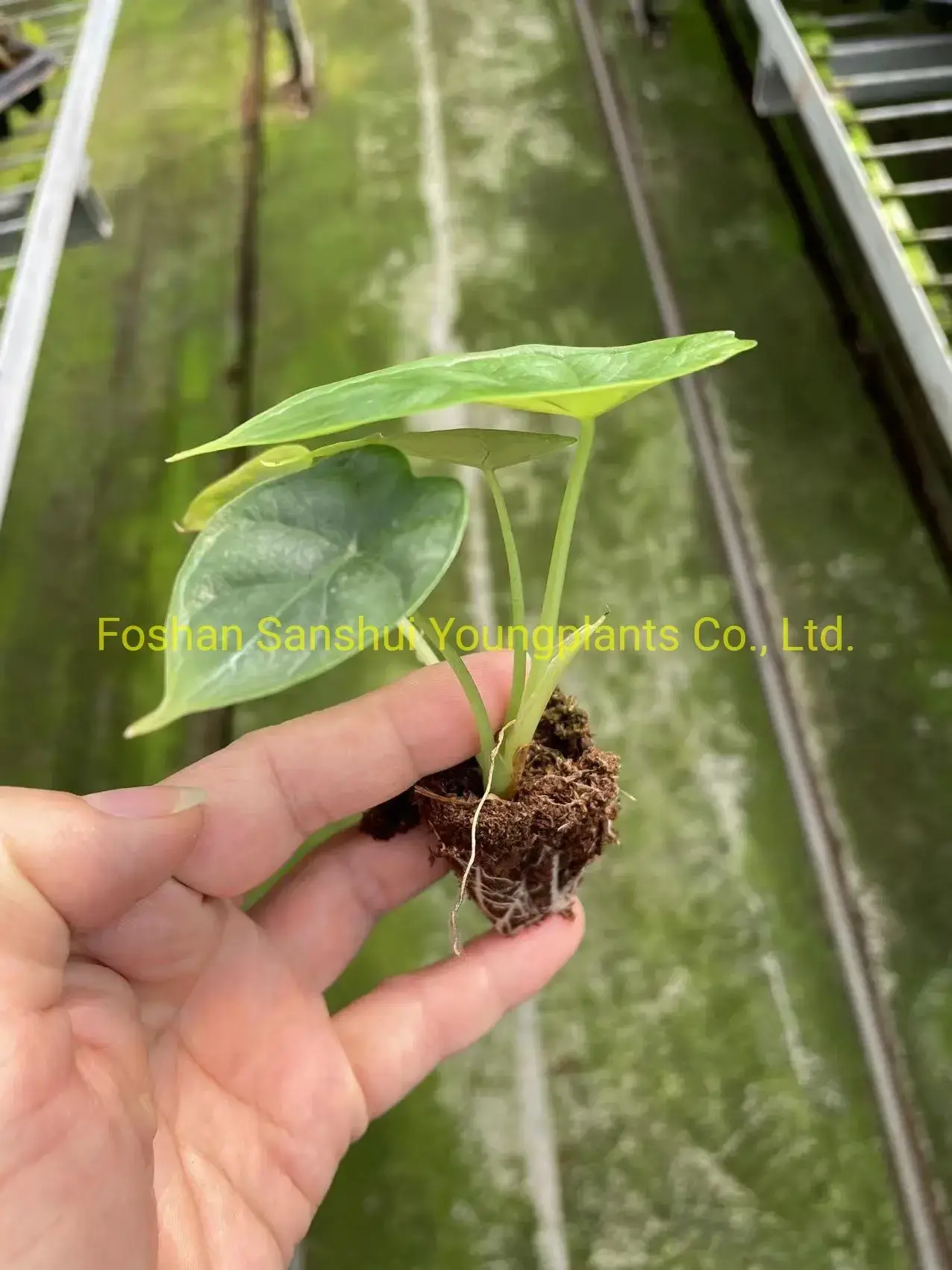 Dragon Scale Alocasia Rhizomes: High-tech Indoor Bonsai 6