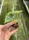 Dragon Scale Alocasia Rhizomes: High-tech Indoor Bonsai 6