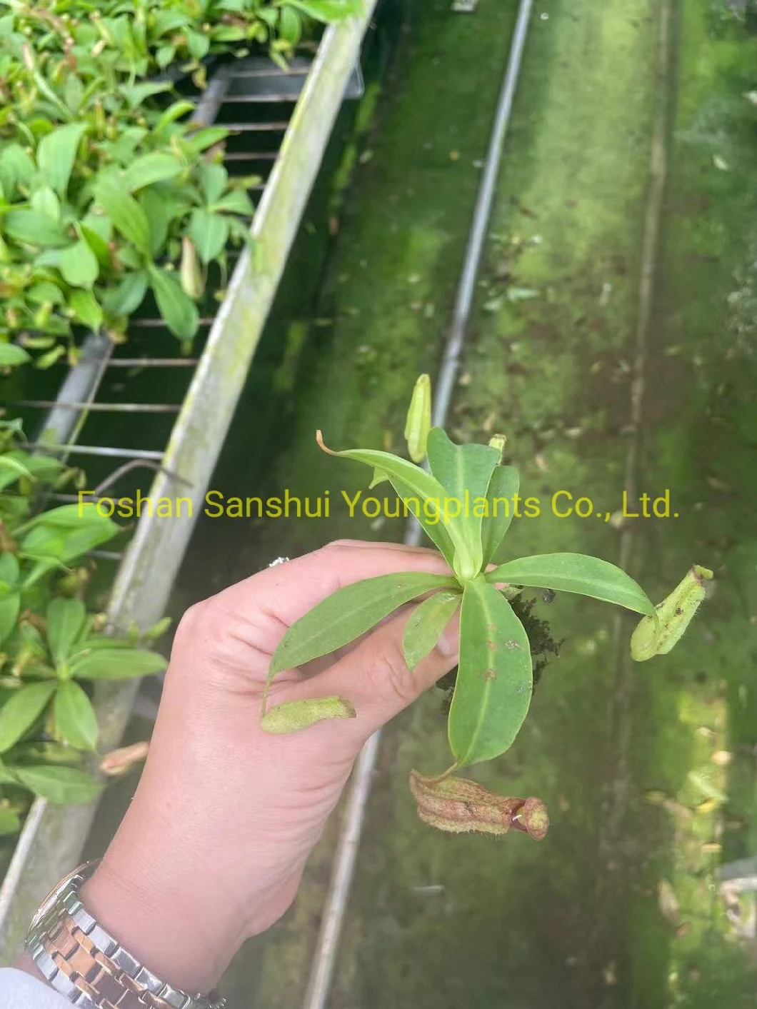Nepenthes Miranda Fly Trapper Tray Tissue Culture Plant