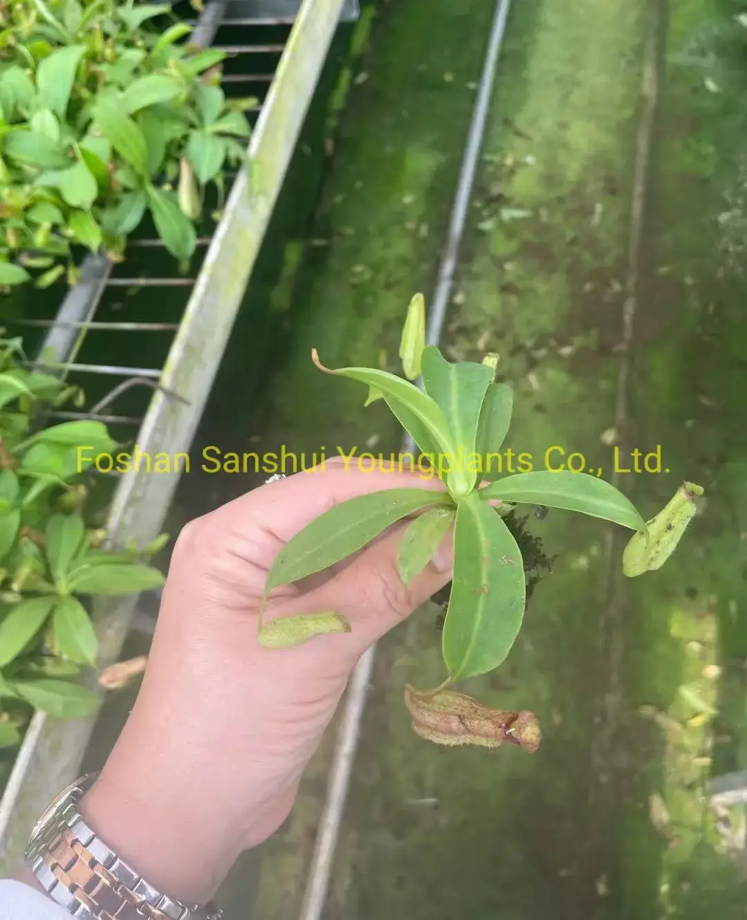 Customizable Nepenthes Miranda Fly Trapper Tray Plant 2