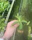 Customizable Nepenthes Miranda Fly Trapper Tray Plant 2