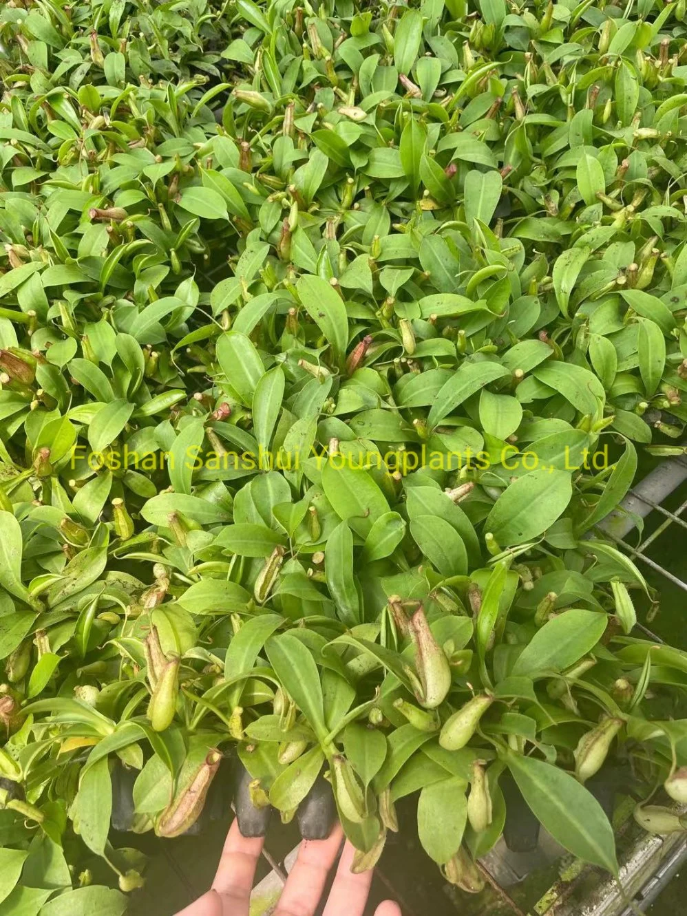 Nepenthes Miranda Fly Trapper Tray Tissue Culture Plant