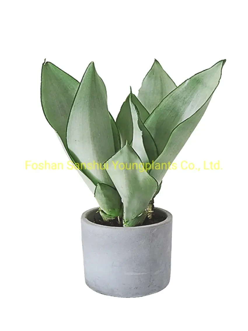 Foshan Youngplants - Sansevieria Silver Harnii Bonsai Different Sizes Indoor Outdoor Live Plant Sansevieria 1