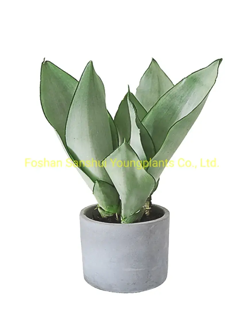 Fully Utilize aglaonema propagation To Enhance Your Business