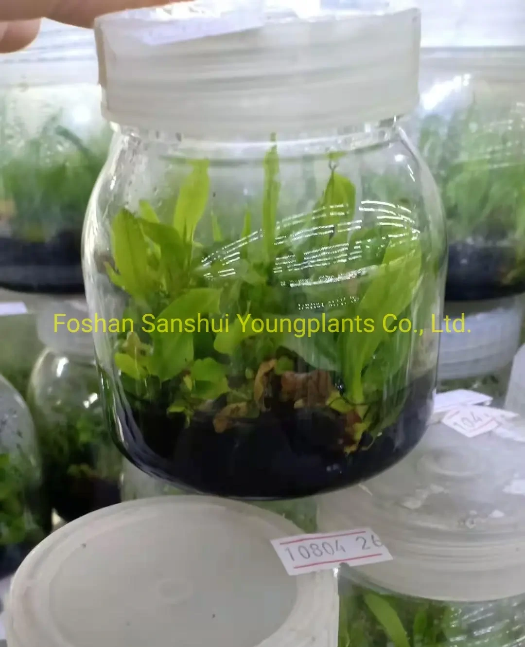 Foshan Youngplants - Nepenthes Miranda Fly Trapper Tray Tissue Culture Plant Nepenthes 1