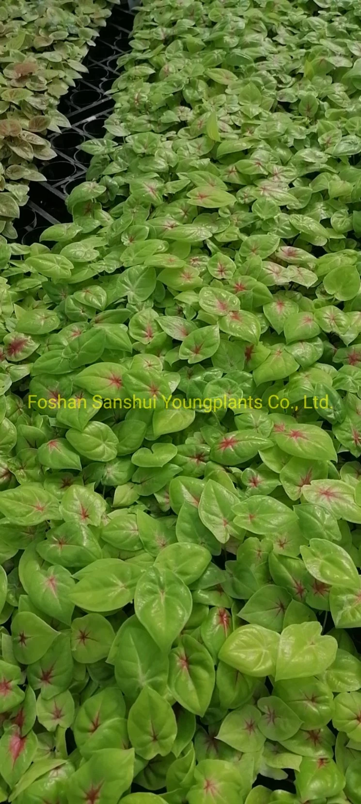 Caladium Tray Plug Tissue Culture Indoor Plant Seedling