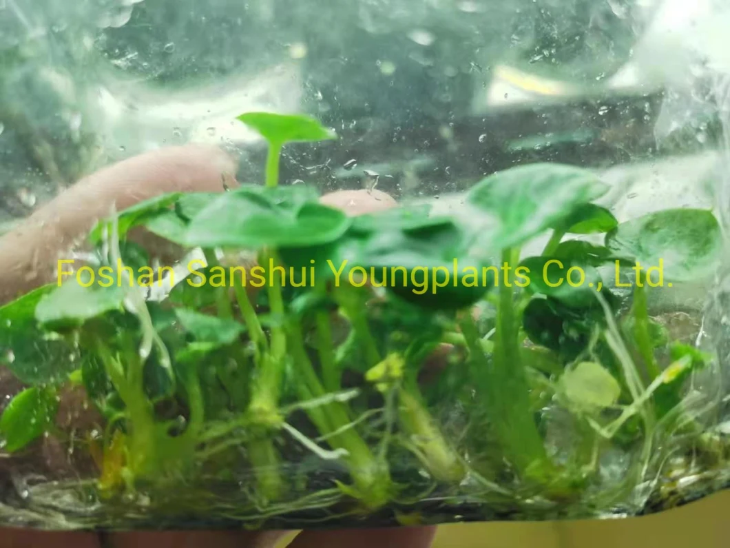 Caladium Tray Plug Tissue Culture Indoor Plant Seedling