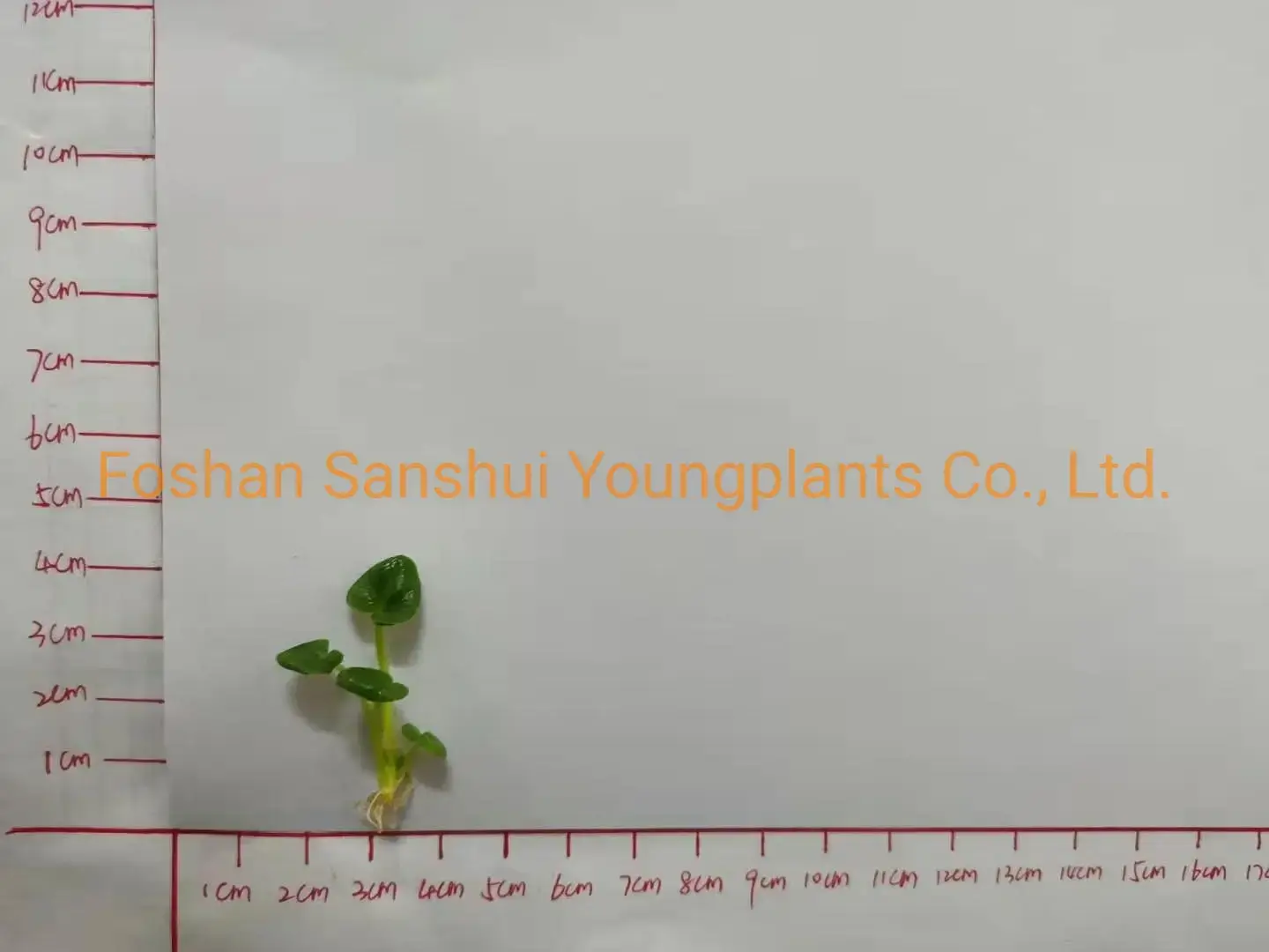 High-Tech Caladium Tray Plug Seedling for Indoor Plants 2
