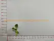 High-Tech Caladium Tray Plug Seedling for Indoor Plants 2