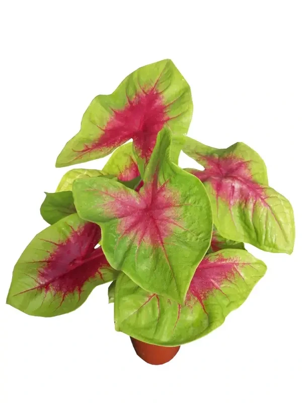 Foshan Youngplants - Caladium Tray Plug Tissue Culture Indoor Plant Seedling Caladium 1