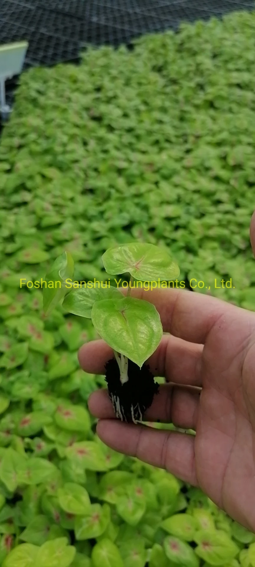 Caladium Tray Plug Tissue Culture Indoor Plant Seedling