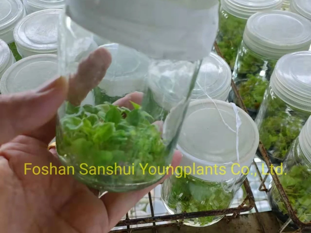 Caladium Tray Plug Tissue Culture Indoor Plant Seedling
