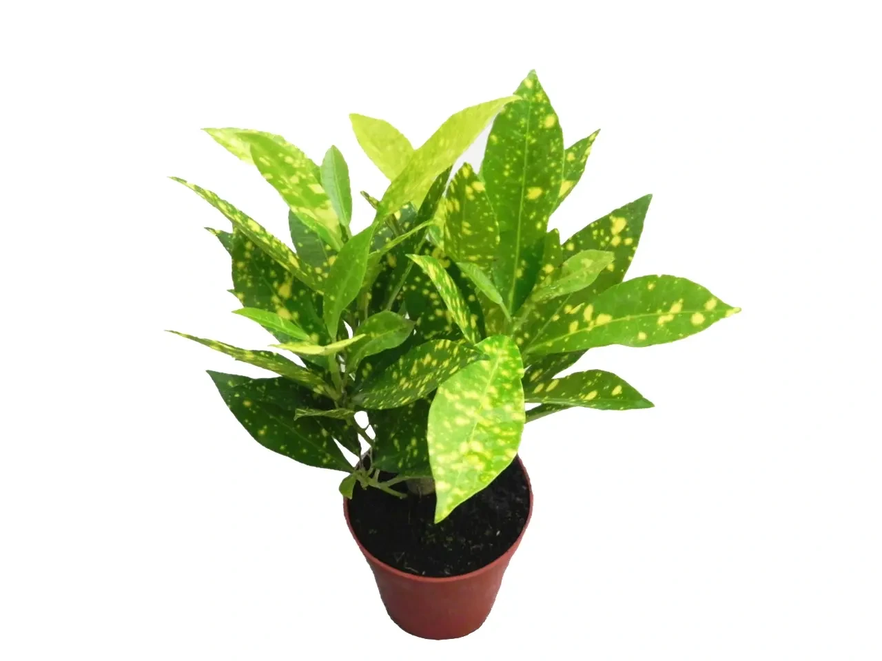 Foshan Youngplants - Codiaeum Variegatum Ryusei Bonsai Tray Natural Live Indoor Plant Woody&Shrubs 1