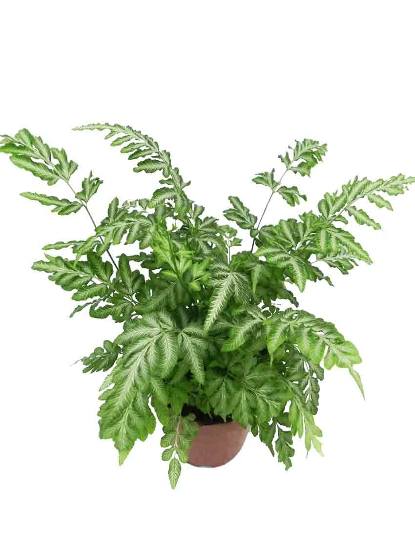 kungani amaqabunga e-aglaonema ephenduka aphuzi | Izitshalo ezincane