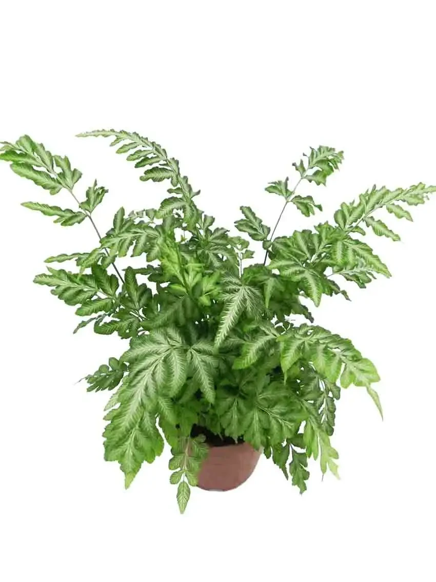 Foshan Youngplants - Fern High Quality Tray Tissue Culture Plant Import Wholesale From China Fern 1