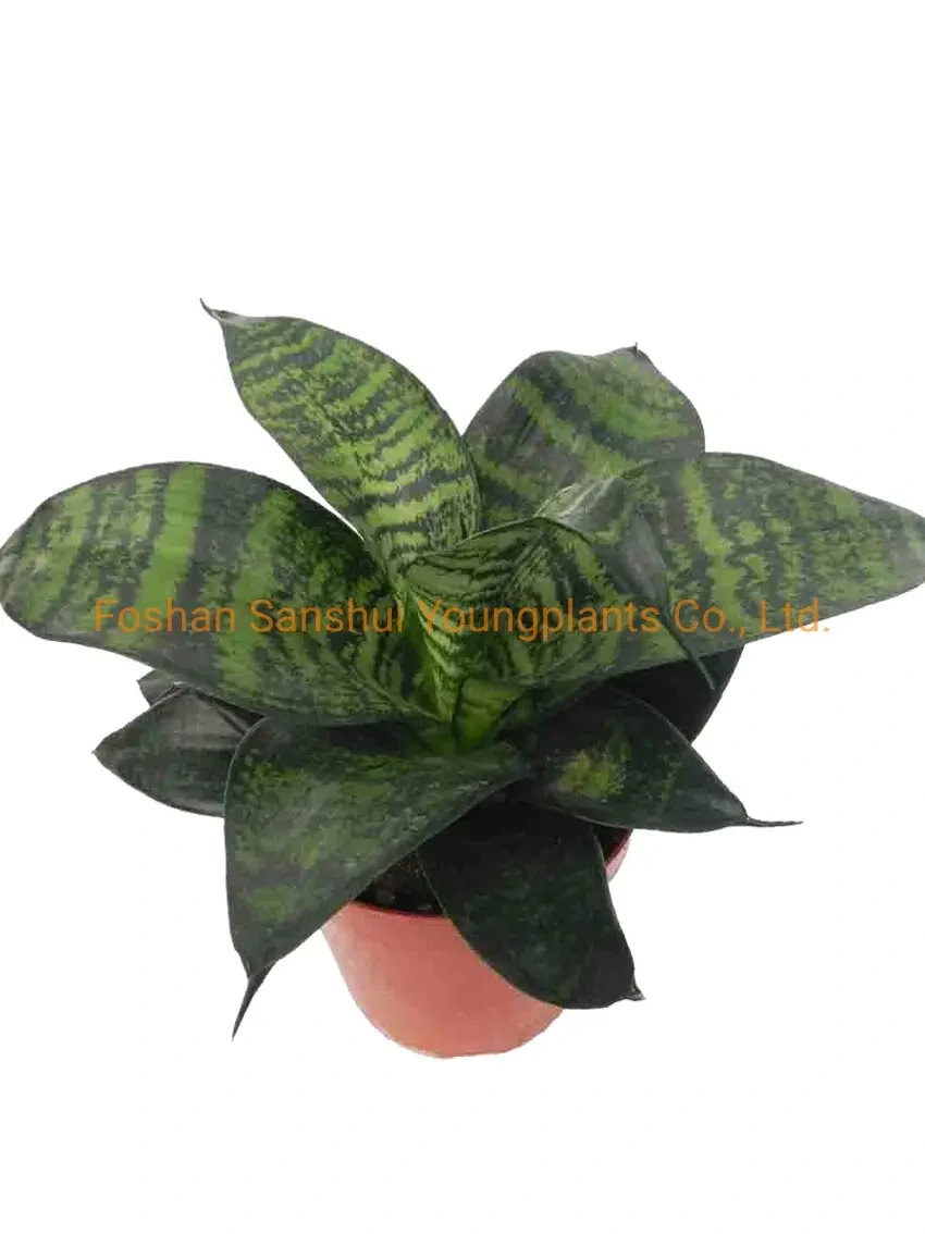 Foshan Youngplants - Sansevieria Harnii Bonsai Outdoor Indoor Wholesale Live Plant Sansevieria 1