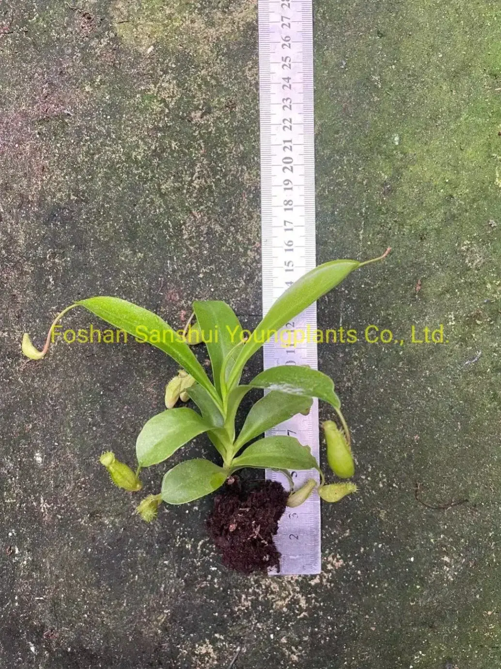 Nepenthes Alata Insects Trapper Tissue Culture Plant - Streamlined Manufacturing for Quality Results 2