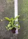 Nepenthes Alata Insects Trapper Tissue Culture Plant - Streamlined Manufacturing for Quality Results 2