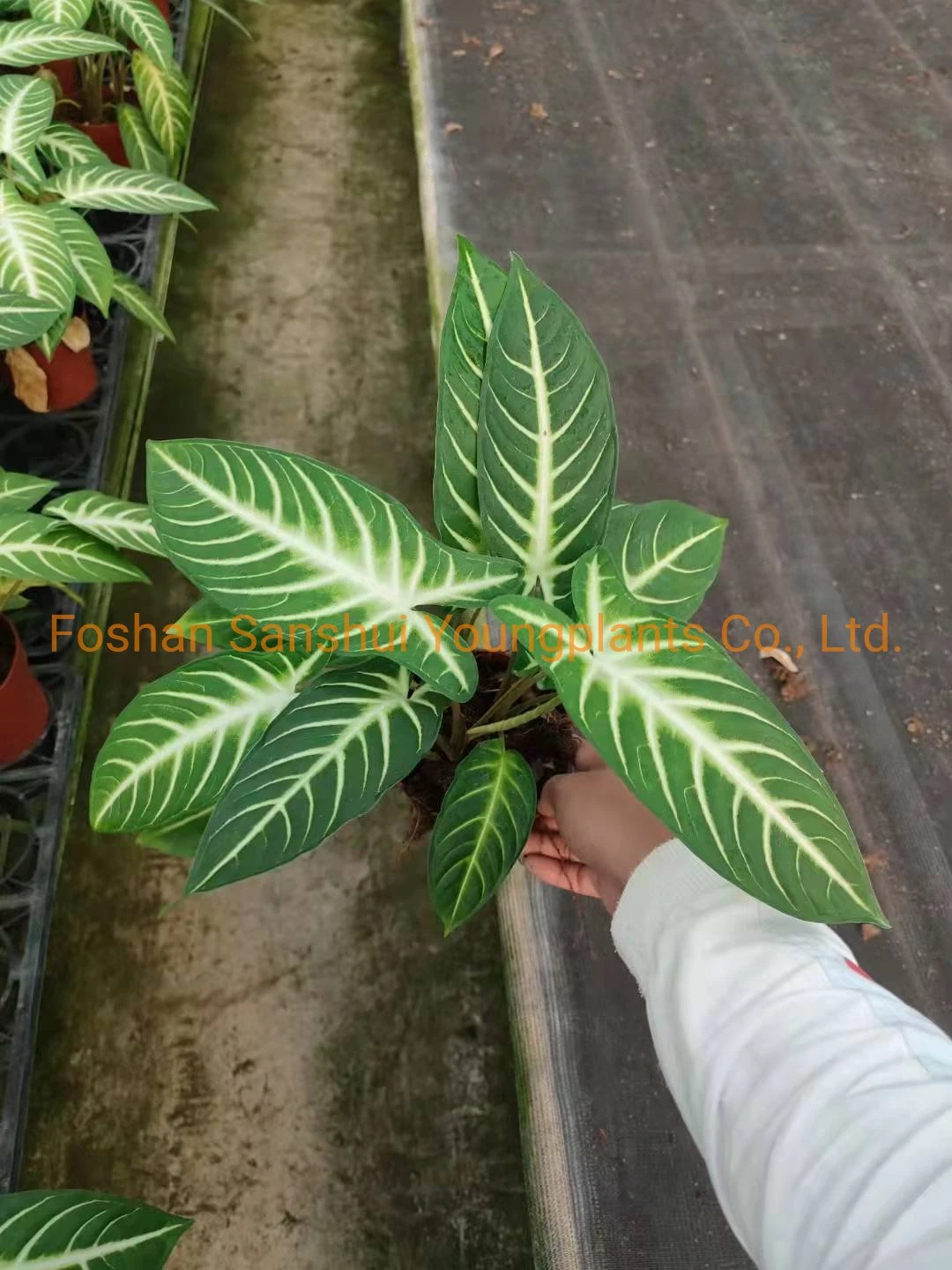 xanthosoma plug plants  | Youngplants 7