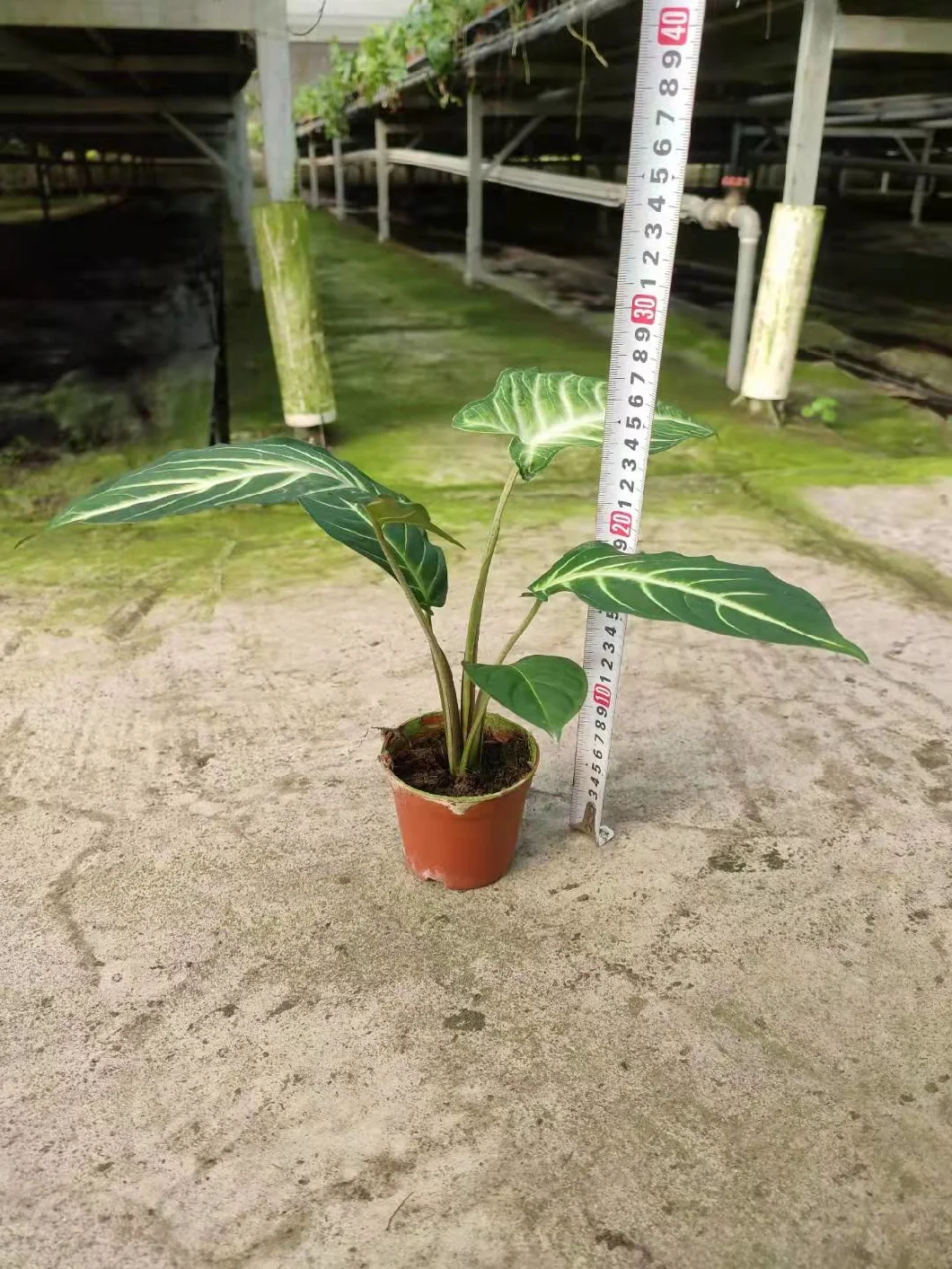 Hot Sell Xanthosoma Lindenii Magnificum Bonsai Pot Plants