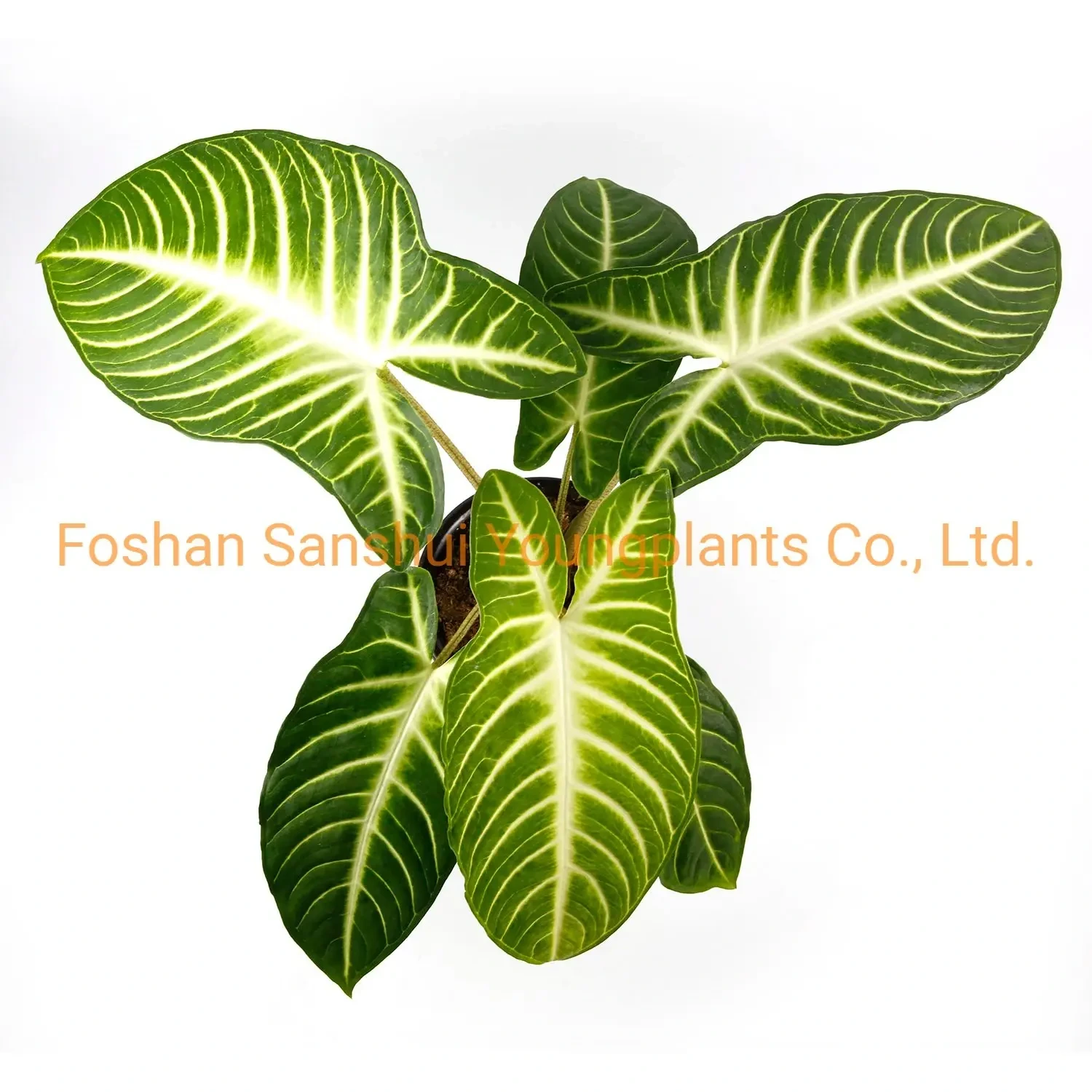 Foshan Youngplants - Hot Sell Xanthosoma Lindenii Magnificum Bonsai Pot Plants Xanthosoma 1