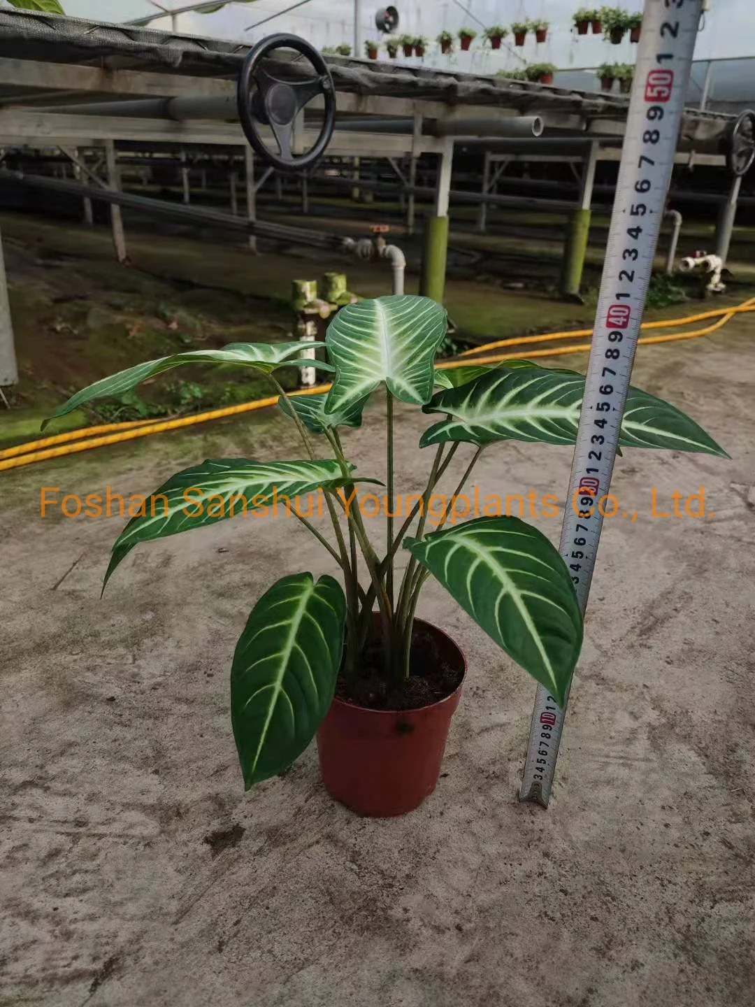 xanthosoma tray plants  | Youngplants 8