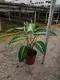 Xanthosoma Lindenii Bonsai Pot - Technologically Advanced for Flower & Gardening Plant 2