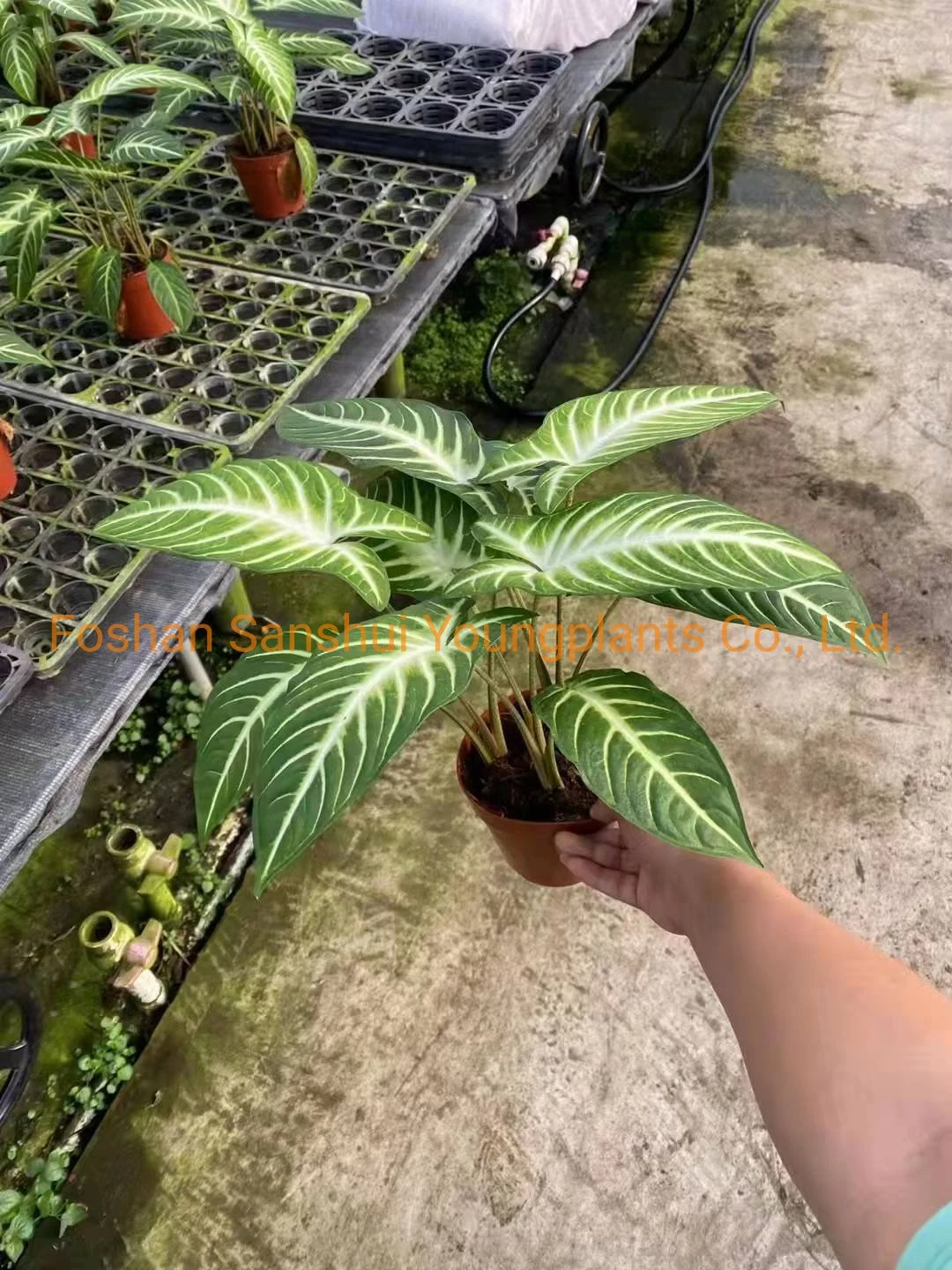 xanthosoma plug plants  | Youngplants 9