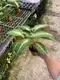 Xanthosoma Lindenii Bonsai Pot - Technologically Advanced for Flower & Gardening Plant 4