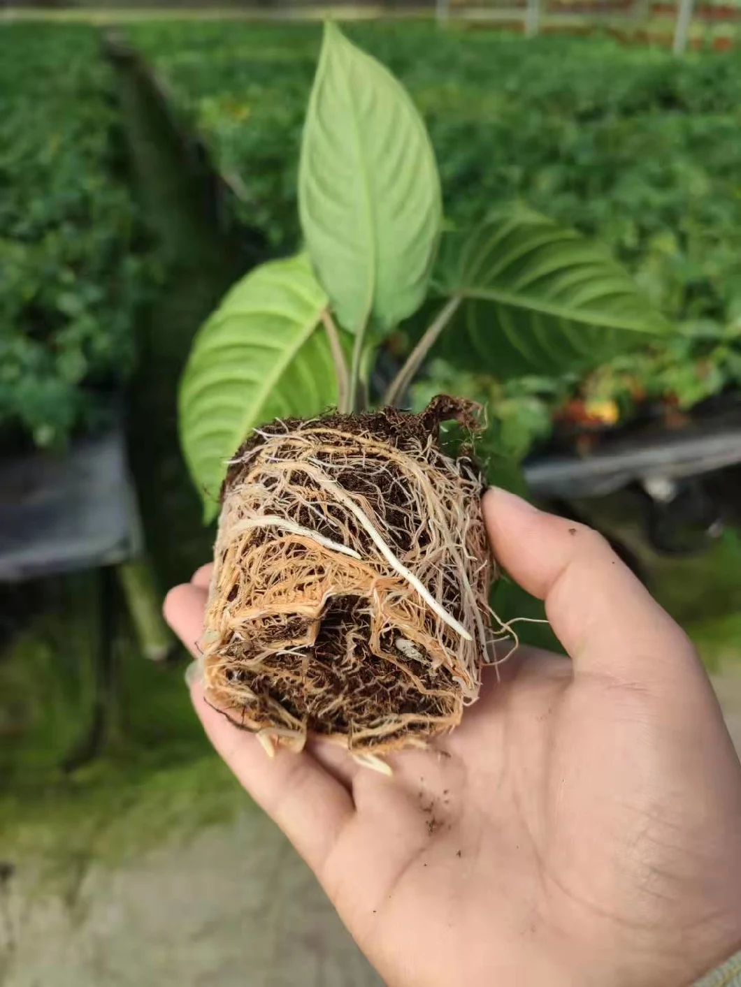 Hot Sell Xanthosoma Lindenii Magnificum Bonsai Pot Plants