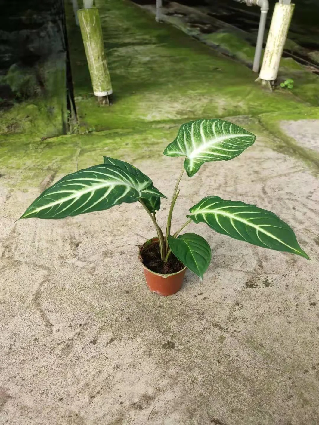 Hot Sell Xanthosoma Lindenii Magnificum Bonsai Pot Plants